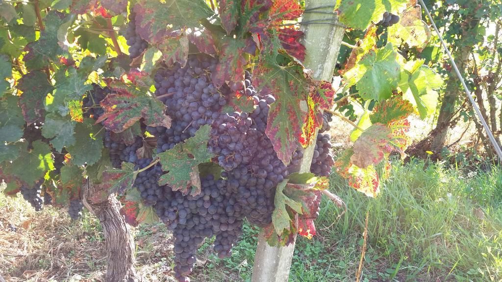 Domaine Du Papillon Bed & Breakfast Lesparre-Medoc Ngoại thất bức ảnh